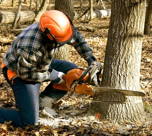 Tree Removal in South Milford, IN